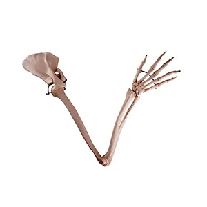 مولاژ استخوان بندی اسکلت دست انسان