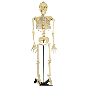 مولاژ اسکلت بدن انسان ۱۳۰cm