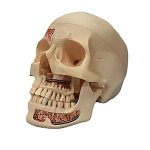 مولاژ جمجمه دندانپزشکی