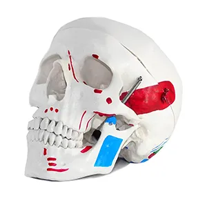 مولاژ جمجمه سه قسمتی