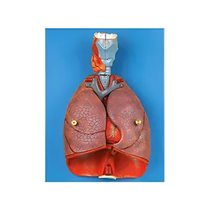 مولاژ حنجره قلب و ریه