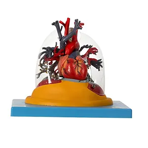 مولاژ ریه نای و درخت برونش شفاف با قلب