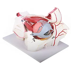 مولاژ چشم با نمایش ماهیچه پلک عروق و اعصاب