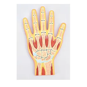 مولاژ مقطع دست