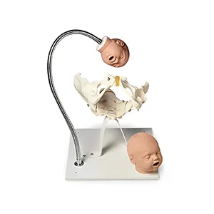 مولاژ لگن زن و سر جنین