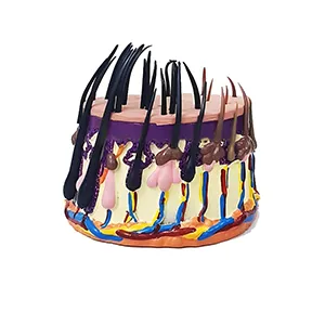 مولاژ فرآیند رشد مو