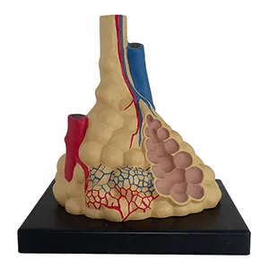 مولاژ لوبول قطعه ششی
