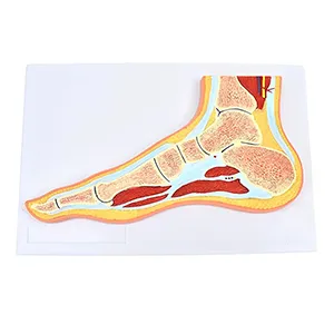 مولاژ مقطع پا و مچ پا