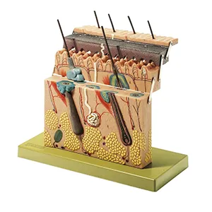 مولاژ پوست و مو لولایی