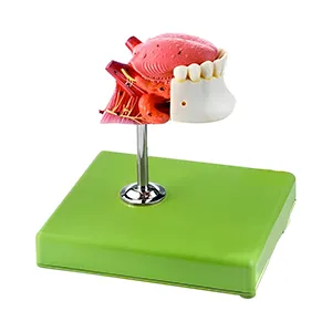 مولاژ زبان دندان انسان