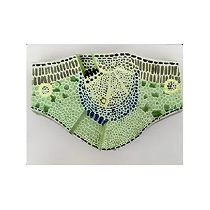 مولاژ مقطع برگ