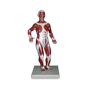 مولاژ تمام تنه عضلات