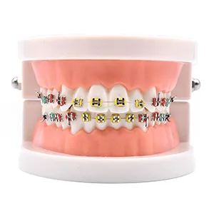 مولاژ دندان مدل ارتودنسی