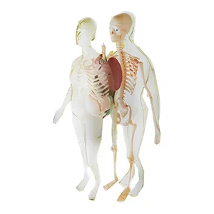 مولاژ آناتومی بدن مادر و فرزند شفاف