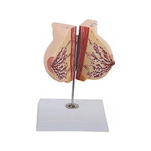 مولاژ پستان زمان عادی و شیردهی