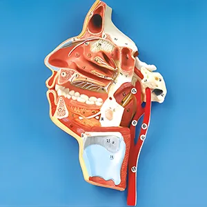 مولاژ دهان بینی حلق و حنجره با نمایش رگ ها و اعصاب