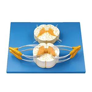 مولاژ نخاع با رشته های عصبی