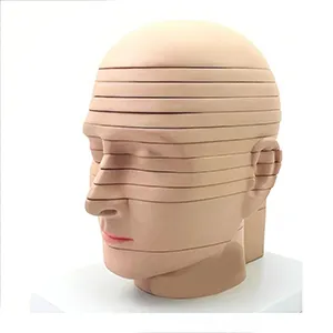 مولاژ سر انسان با برش عرضی ۱۲ لایه