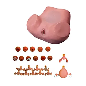 مانکن آموزش پزشکی پیشرفته معاینات زنان