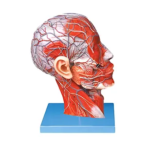 مولاژ نصف سر با نمایش رگها