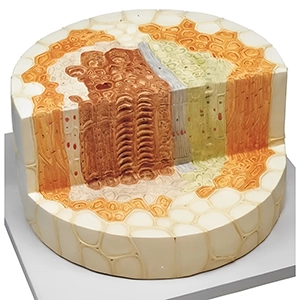 مولاژ مقطع ساقه