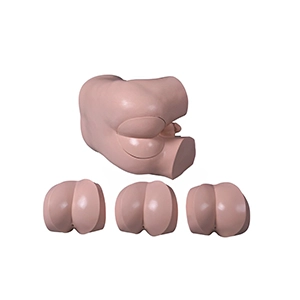 مانکن آموزش پزشکی معاینات رکتال و پروستات