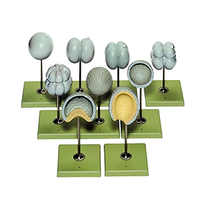 مولاژ میتوز گیاهی 9 قسمتی