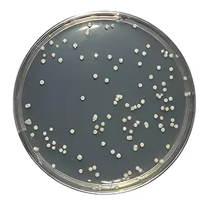 محیط کشت سابرو کلرامفنیکل