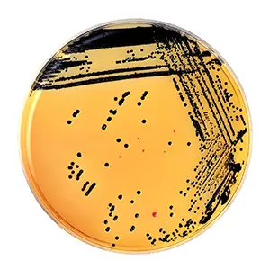 محیط کشت وی جی آگار VJ agar