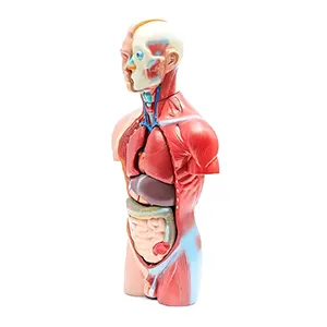 مولاژ نیم تنه بدن با نمایش ماهیچه