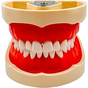 ماکت ترمیمی دندان(پیچی)